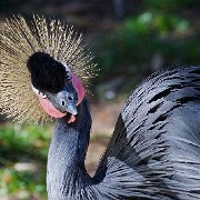 V3D2036 - Version 2  Fancy Bird  JAH-13-600